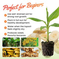 Basjoo Banana Live Plant, 4-7 Inch Tall, Banana Fruit Plant, Tropical Fruit Tree in Garden, No Pot