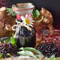 Elderberry Plant Live Tree Well-Rooted, 8 Months Old Starter Plant 6-12 Inches in Tall, Elderberry Shrub Cold Hardy, Sweet American Elderberries
