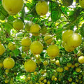 2 High Yield Passion Fruit Plants Live, Yellow Climbing Passion Vine Tree Live Plant for Outdoor Growing, 5-9" in Tall, Fast Growing Perennial Sweet and Edible Fruits