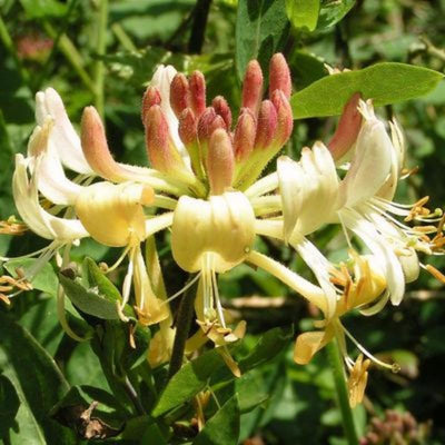 Fragrant Yellow White Climbing Honeysuckle Plant Live Vine, Lonicera Perennial Honeysuckle Plants Bushes Shrubs, 5-10 Inc Tall