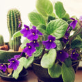 Purple African Violets Live Plants, African Violet Plant, 4 Inc Pot