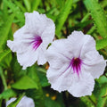 Set 6 Mexican Petunias Live Plants, Mexican Petunia Plants, Well Rooted, 5 to 7 Inc Tall, Shrub Plant Live for Growing Indoor Outdoor (White)