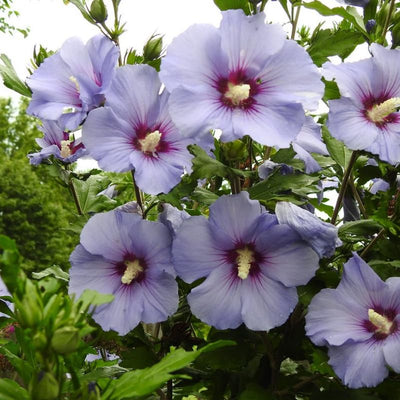 Hibiscus Rose of Sharon Plant Live, 4" Potted Althea Syriacus Flowers for Spring Planting, Hardy Shrub with Vibrant Blooms (Light Purple)