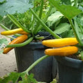 2 Live Squash Plants, Zucchini Plants Seedlings, Yellow Squash Plant Live in 4 Inch Pot