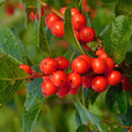 Red Winterberry Live Plant Ilex Winter Berry Holly Starter Plant in 4 Inch Pot for Garden