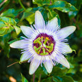 White Passion Flower Plant, Passion Flower Vine Perennial for Outdoor Garden, 4 Inc Pot