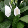Peace Lily Tree Live Plant, Peace Lily Plant Live, White Flower, 5-9 Inches Tall, 4 Inch Pot for Indoor Planting