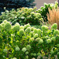 Green Hydrangea Bush Plant Tree Live Flowering Shrub Hardy Starter Plant Size 5 to 11 Inches in Tall, Green Color Blooms, Domant, Winter Hardy