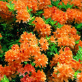 Big 1 Gallon Brilliant Orange-Yellow Rhododendron Plants Live, 1-3 Years Old Azalea Plants Live Shrubs Bushes for Planting, Very Well Rooted