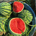Red Watermelon Live Plant 3-6 Inch Tall, Watermelon Fruit Plant in Pot for Outdoor Garden