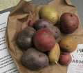 Seed Potatoes for Planting Outdoors, Mixed Red Yellow Purple Inside, 2 Pound Heirloom Potatoes Easy to Plant
