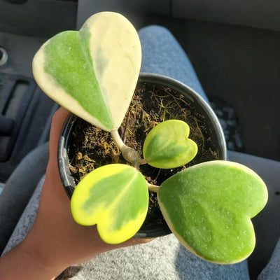Yellow Hoya Kerrii Heart Plant Live, Hoya Plant, Hoya Kerrii Plant Live 2 Inches Pot for Planting