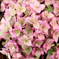 Bolivian Wandering Jew Callisia Repens Pink Vine for Planting 2 Inc Pot, Pink Callisia Repens Houseplants
