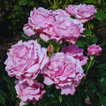 Pink Bloom Rose Bushes Shrubs Climbing Climber Live Plant, Pink Rose for Planting, Starter Size, 4 to 10 Inc Tall