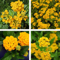 2 Full Yellow Lantana Plants Live Trees, Ready to Bloom, Hardy Long Blooming Seasons, Vibrant Colorful Perennial Fragrant, 5-10" in Tall, Full Sun Growing