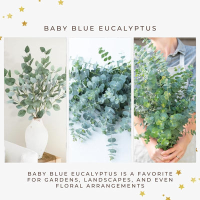 Baby Blue Eucalyptus Live Plant in 2.5-Inch Pot, Fragrant Silver-Blue Eucalyptus for Indoor or Outdoor Growing, Well-Rooted Starter Plant