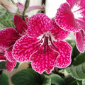 Cherry Ice Streptocarpus Plant Live, Ladyslipper Primrose Flowering Houseplant in 3.25 Inch Pot, Indoor Blooming Plants for Planting, 4-8 Inches
