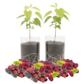 02 Mulberry Trees Live Plants, Spring Planting 4-8 Inch Tall, High-yiedling and Fast-Growing Trees, Outdoor Growing
