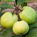 Guava Tree Live Plant, Tropical Guava Fruit Seedling, 5-9” Height, in Pot for Planting Home Garden (White Guava)