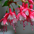 Pack 2 Fuchsia Plants Live, Vibrant Fuchsias Hanging Flowering Plant 3-5 Inches, Gardens, Patios, and Indoor Growing (White Red Flowers)
