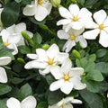 Gardenia Tree Live Plant, Hardy Daisy Gardenia, Fragrant White Flowering Tree Shrub, 2.5 Inch Pot, Zones 6-10