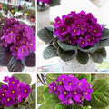Purple African Violet Plants Live in Pot, Flowering Violets Indoor Outdoor Blooming, Vibrant Color Houseplant Décor Year-Round