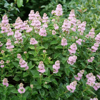 Live Bluebeard Plant Shrub Bush, Caryopteris Plant in 2.5 Inc Pot, Pink