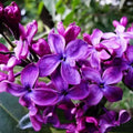 Dark Purple Lilac Tree Live Plant for Planting, Lilac Bush Shrub, 6 to 9 Inches Tall, Fragrant Flowers