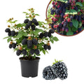 Triple Crown Thornless BlackBerry Live Plant, 5-8" Tall, Hardy BlackBerry Bush, Sweet BlackBerry Fruit Plants Live for Planting in Garden, No Pot