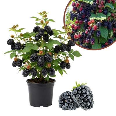 Triple Crown Thornless BlackBerry Live Plant, 5-8" Tall, Hardy BlackBerry Bush, Sweet BlackBerry Fruit Plants Live for Planting in Garden, No Pot