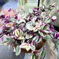 Pink Wandering Jew Live Plant, Pink Wandering Jew Vining Plant, Live Pink Wandering Jew Vine Plant 2.5 Inches Pot for Growing