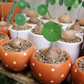 6-7 Cm Stephania Cephalantha Plant Caudex, Already Sprouts, Rare Succulent with No Hair Roots from 2.5 to 3" Wide Caudex for Planting, Home Decor, Houseplant, Cold Hardy