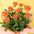 Orange Mini Rose Plant Live, Miniature Rose Bush in 3.5" Pot, Spring Blooming Mini Rose, 4–5" Tall, Indoor Outdoor Flowering Plant for Home Garden