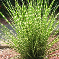 Yellow Gold Ornamental Grasses Live Plants Perennial, Maiden Grass Perennial, Live Miscanthus Grass Plant, 5 to 10 Inc Tall