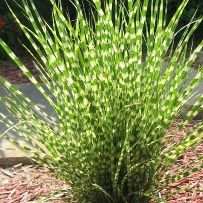Miscanthus Grass Plant, Gold Yellow Maiden Grass Perennial Miscanthus - 2.5" Pot