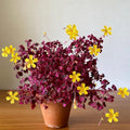 2 Oxalis Triangularis Live Plants, Plum Shamrock Plants Live, Oxalis Plants for Planting