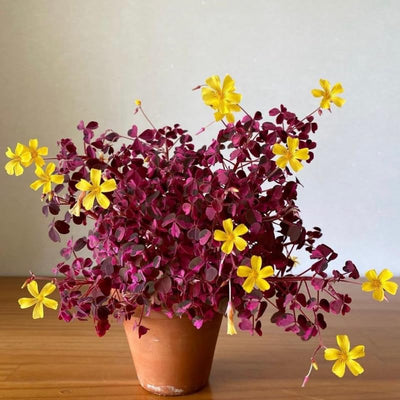 2 Oxalis Triangularis Live Plants, Plum Shamrock Plants Live, Oxalis Plants for Planting