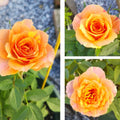 Orange Mini Rose Plant Live, Miniature Rose Bush in 3.5" Pot, Spring Blooming Mini Rose, 4–5" Tall, Indoor Outdoor Flowering Plant for Home Garden