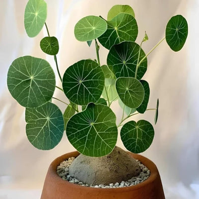 Stephania Cephalantha Caudex Plant, 2.5-3'', No Hair Roots, Already Sprout, Hardy Succulent Decorative Indoor Plant