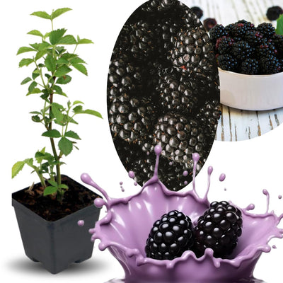 Triple Crown Thornless BlackBerry Plants Live for Planting, 8 Months Old BlackBerry Fruit Tree for Growing Outdoor, High Yielding, Dormant in Winter
