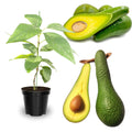 2-3Ft Large Avocado Tree Fruit Live Plant, Grafted Long Neck Avocados Trees Plants in 3 Gallon Pot, Tree Plant, 24-36 Inches in Tall