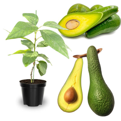 2-3Ft Large Avocado Tree Fruit Live Plant, Grafted Long Neck Avocados Trees Plants in 3 Gallon Pot, Tree Plant, 24-36 Inches in Tall