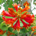 Honeysuckle Bush Climbing, Honeysuckle Plant Live Vine, Fragrant Lonicera Perennial Bushes Shrubs Potted (Major Wheeler)