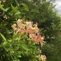 Purple Honeysuckle Plant, Honeysuckle Vine Plant Live from 5 Inch Tall, 2.5 Inches Pot for Planting Outdoor