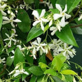 Star Jasmine Live Plant, 2 Blooming Jasmine Plants Live, 5 to 7 Inc Height