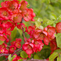 Quince Flowering Tree Live Plant, Double Orange Quince Flower Plant Live, 4 Inc Potted Shrub Bush Plant