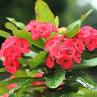 Red Crown of Thorns Plant Live, Euphorbia Plants Live, Euphorbia Milii Plant Live, Cactus Plants Live Houseplants, 4" Pot