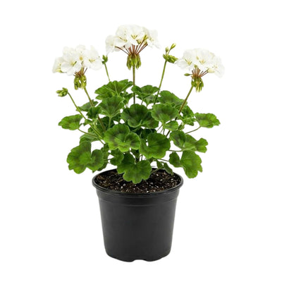 White Geranium Plants Live, Hardy Annual Geranium Live Plant from 3 Inc, Flowers Planting for Outdoor, Indoor Garden