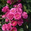 Bright Pink Rose Bushes Ready to Plant, Climbing Roses Live Plants Fragrant, 6-8 Inc Tall in Pot, Year-Round Blooming, Can Grow as Bush or Climber