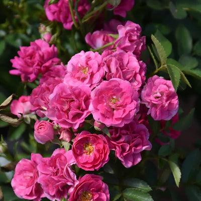 Bright Pink Rose Bushes Ready to Plant, Climbing Roses Live Plants Fragrant, 6-8 Inc Tall in Pot, Year-Round Blooming, Can Grow as Bush or Climber